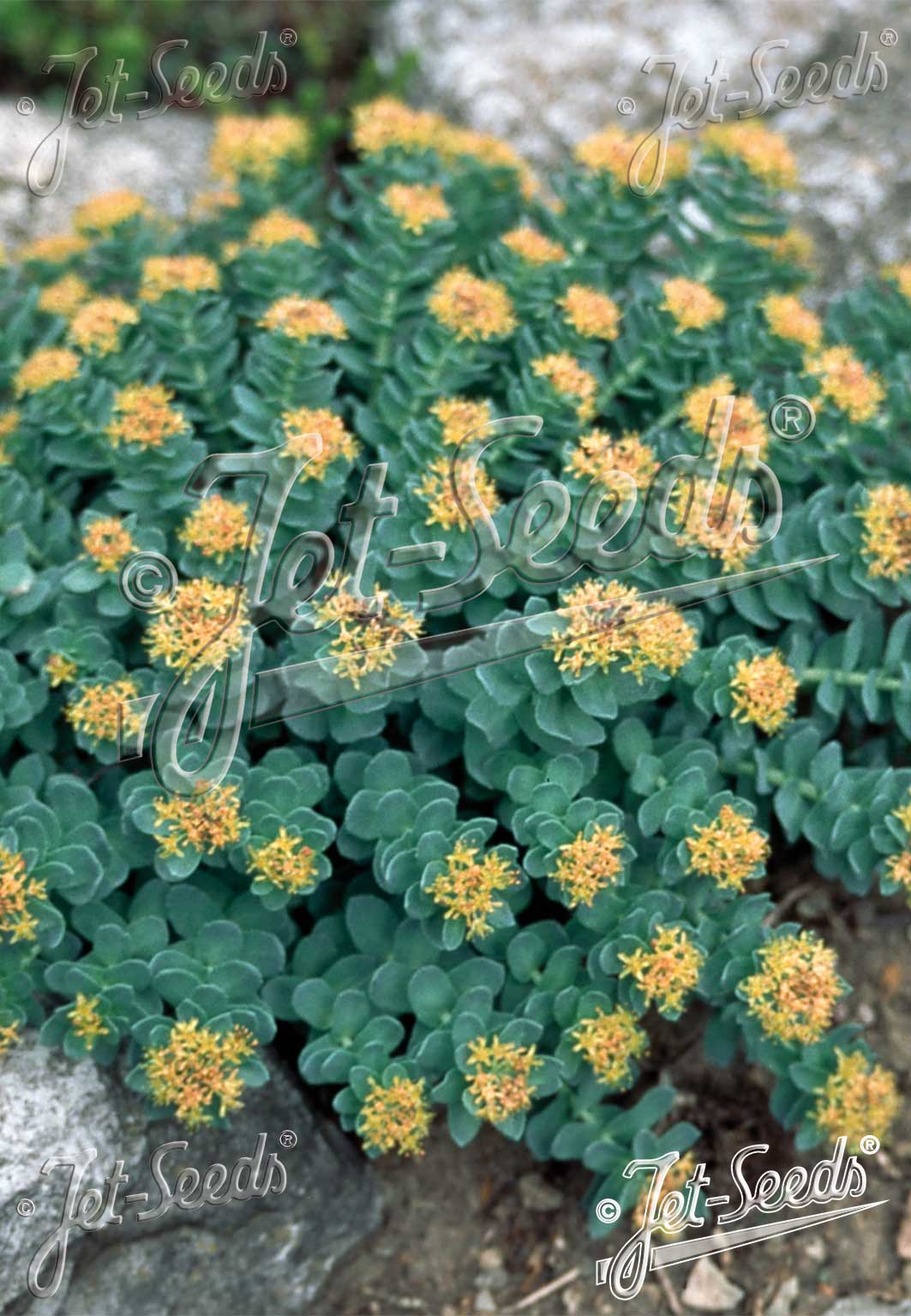 Rhodiola rosea - Roseroot