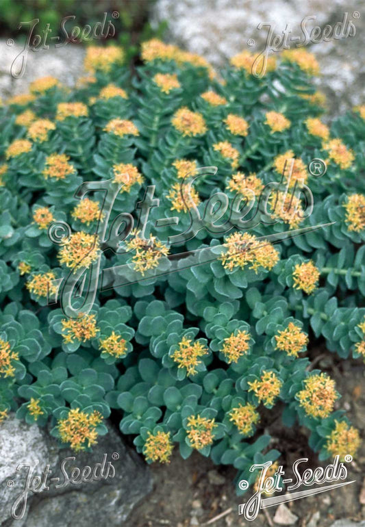 Rhodiola rosea - Roseroot