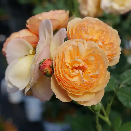 Rosa 'Flavorette Honey Apricot'