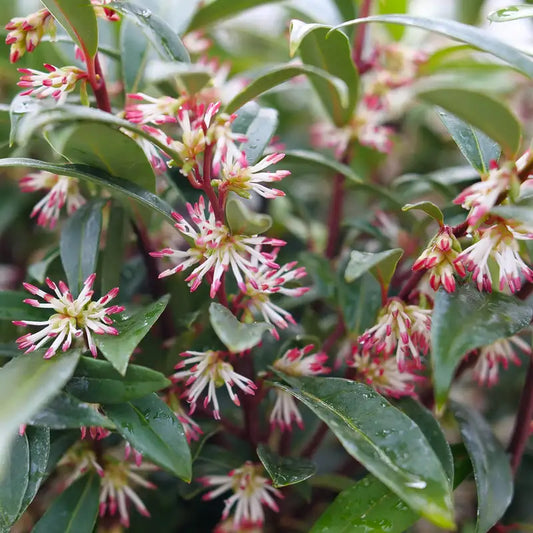 Sarcococca 'Sweet and Low'