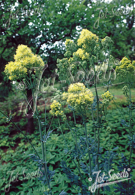 Thalictrum flavum ssp. glaucum