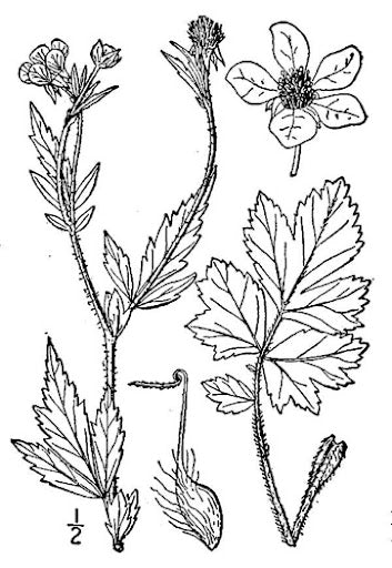Geum aleppicum - Yellow Avens