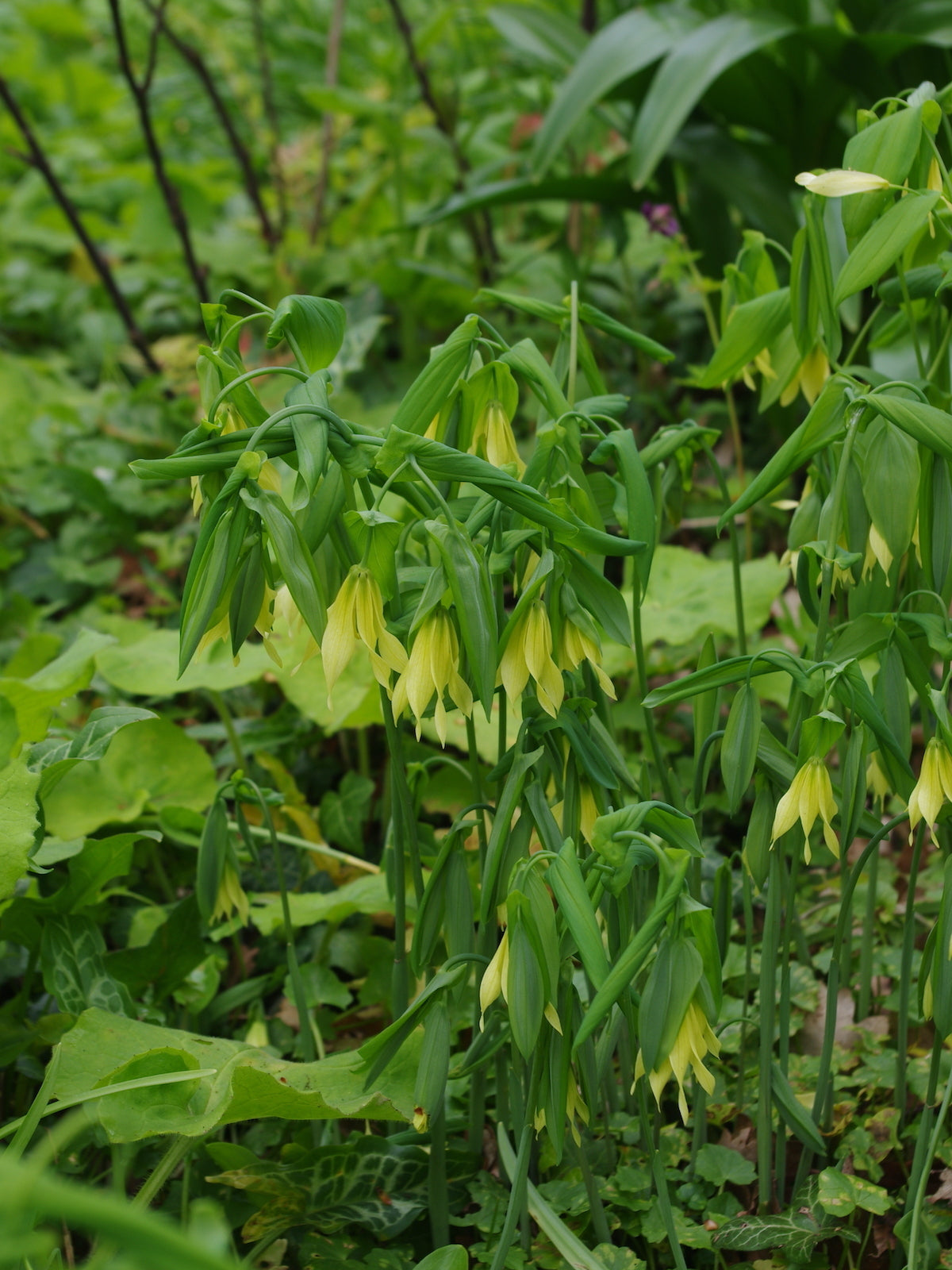 Uvularia grandiflora var. pallida - Pale Large-flowered Bellwort