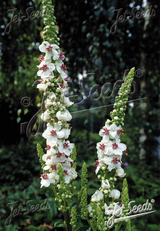 Verbascum chaixii - Nettle-leaved Mullein