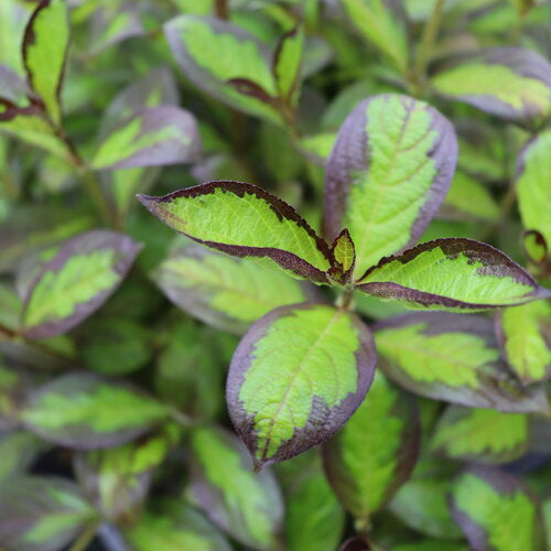 Weigela florida 'Vinho Verde'